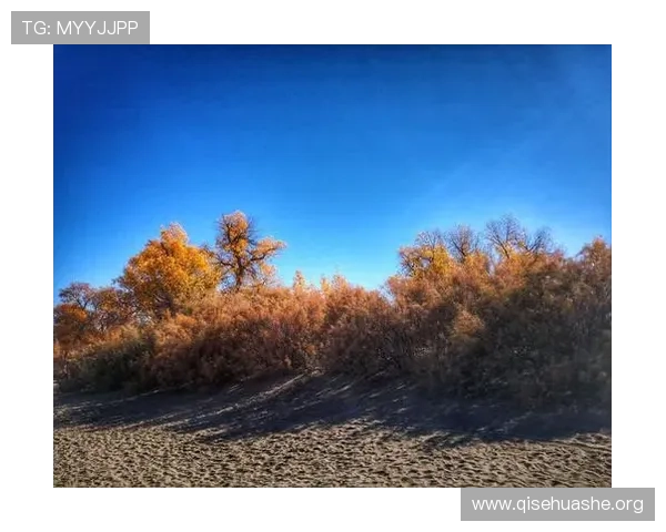斗球小子:从零开始的足球少年成长记忆记录青春奋斗与梦想追逐的动人故事